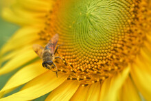ひまわりで蜜を集めているミツバチ
