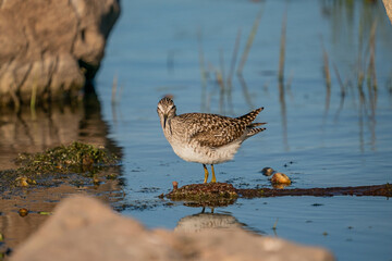 Poster - Wood Sandpiper (Tringa glareola) feeding on aquatic insects in the lake