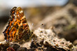 Vanessa cardui butterfly macro on the ground