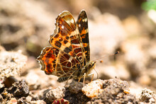 Vanessa Cardui Butterfly Macro On The Ground