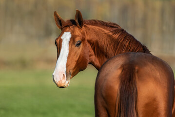 Portrait of red horse looking back. Don breed horse.