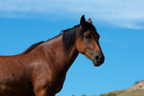 Fototapeta Konie - A wild horse walking in the outdoors in the summer