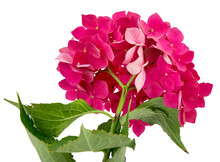 Inflorescence Of Pink Hydrangea Isolated On Transparent Background With White