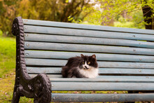 Cute Fluffy Kitty Is Lying On A Wooden Bench In A City Park. The Life Of Street Homeless Animals