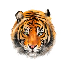 Digital Illustration Isolated On White Background. Realistic Hand Drawn Tiger Head.