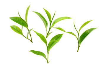 Wall Mural - Tea leaves isolated on transparent png background