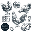 Poultry farm design elements. Hen, rooster and eggs on white background. Chicken hand drawn vector sketch illustration