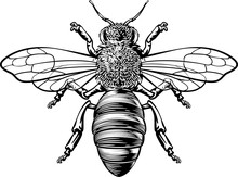 A Honey Bumble Bee Or Bumblebee In A Woodcut Drawing Vintage Style 