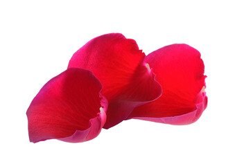 Wall Mural - red rose petals on transparent png