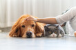 Golden Retriever and British Shorthair accompany their owners