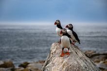 Three puffins on a rock