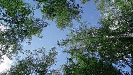 Wall Mural - branches blue sky space for text. nature background and nature design. looking up