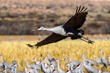 Wall Mural - Sandhill Cranes