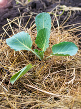 The Process Of Growing White Cabbage In The Open Field. Organic Cultivation In The Garden
