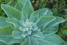 Common Mullein Plant Growing Outdoors Verbascum