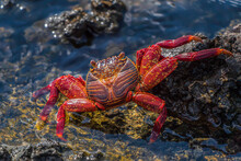 Red Crab (Grapsus Grapsus) On A Rock