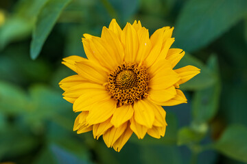 Close-up of perennial sunflower against with green background