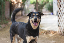 Smiling Black And Tan Mixed Breed Rescue Dog Wags Her Curly Tail Waiting For The Ball For Backyard Pet Portraits