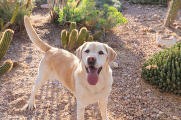 Wall Mural - Smiling pedigreed champion golden retriever dog wags his tail in cactus botanical garden for early morning pet portraits