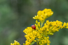 A Red Ladybug Is Crawling Towards The Back Edge Of A Yellow Wildflower.  The Flower Is In A Green Meadow.