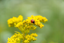 A Red Ladybug Is Perched At The Edge Of A Bright Yellow Wildflower.  The Details Of The Lady Bug Are In Clear Focus.  The Yellow Flower Is In A Green Meadow.
