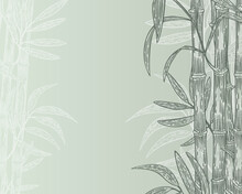 Banner Background Bamboo Sketch Hand Drawn Vector