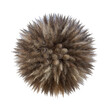 Spiked Animal Fur with Different Shades of Brown