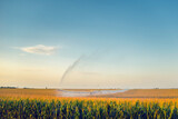 Fototapeta Tęcza - Agricultural irrigation system watering corn field in summer