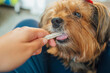 cachorro yorkshire comendo petisco/snack canino