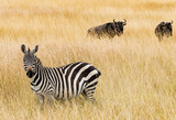 Fototapeta Sawanna - Zebras in Masai Mara, Kenya