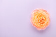 © gitusik - Blurred background with rose. Copy space for your text. Mock up template. Can be used for wallpaper, wedding card.
