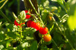 cherry tomatoes on a branch, in the sun in the vegetable garden, close-up