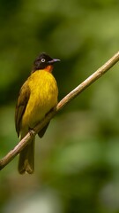 Wall Mural - Vertical shot of a flame-throated bulbul perched on a branch in daylight