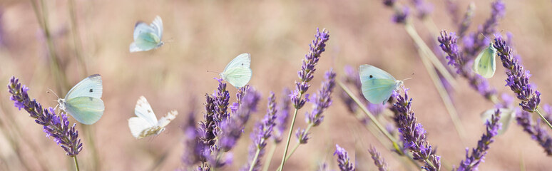 Poster - white butterfly on lavender flowers macro photo