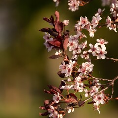 Wall Mural - Closeup shot of cherry blossom isolated on a blurred background