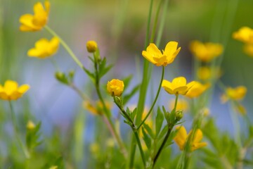 Sticker - Closeup shot of the yellow buttercups