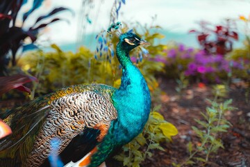 Canvas Print - Majestic peacock in a garden with beautiful flowers