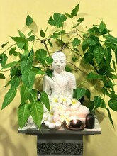 Yellow Background White Indoor Lord Buddha Statue With A Bonsai Bodhi Tree, Lit Oil Lamp, Flowers