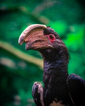 Low-angle Vertical Portrait Of A Trumpeter Hornbill With The Green Background