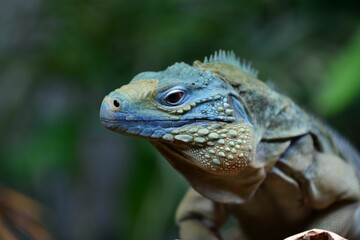 Poster - Closeup of colorful iguana in tropical garden on blurry background