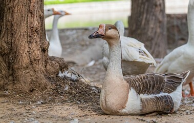 Sticker - Domestic geese resting in the farmland