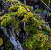 Closeup Of A Tree Log Covered In The Moss Under The Sunlight With A Blurry Background