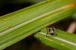 Closeup of a myrmarachne spider on a green leaf