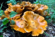 Closeup Of Jack-o'lantern Mushroom Fungus Growing In The Forest