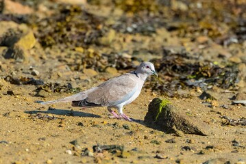 Canvas Print - Eurasian Collared Dove, dove eating