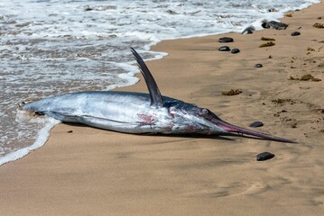 Poster - Swordfish on a beach, Sao Tome