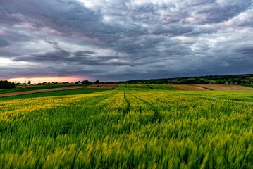 Beautiful view of barley field under a cloudy sky during sunset