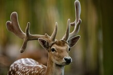 Closeup Of A Sika Deer, Tame Sika Deer, Tame Deer (Cervus Nippon) On Blurred Background