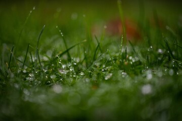 Canvas Print - Closeup shot of a rainy and wet grass