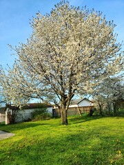 Poster - Vertical shot of a beautiful Callery pear tree in bloom in a garden